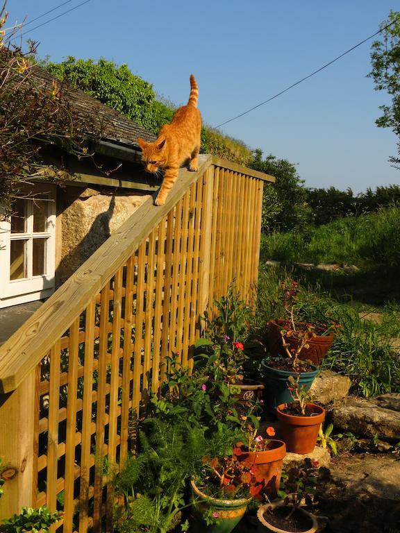 Borea Barn Vegetarian B&B St Ives Εξωτερικό φωτογραφία