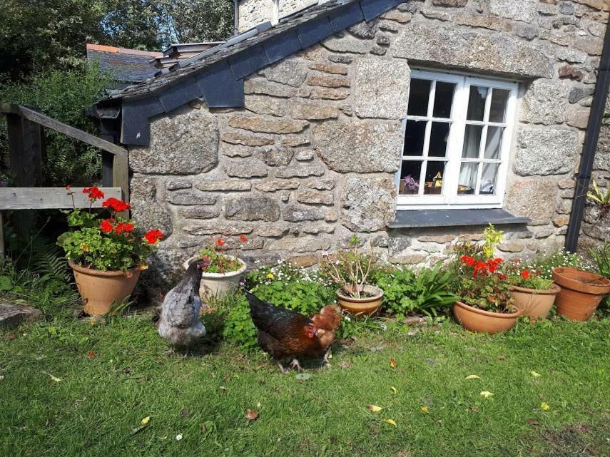 Borea Barn Vegetarian B&B St Ives Εξωτερικό φωτογραφία